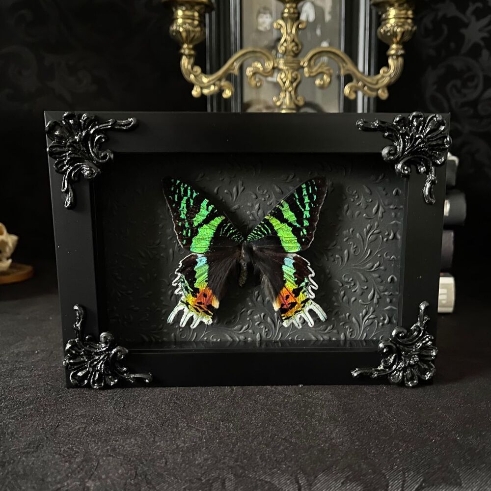 Chrysiridia Ripheus - Madagascan Sunset Moth