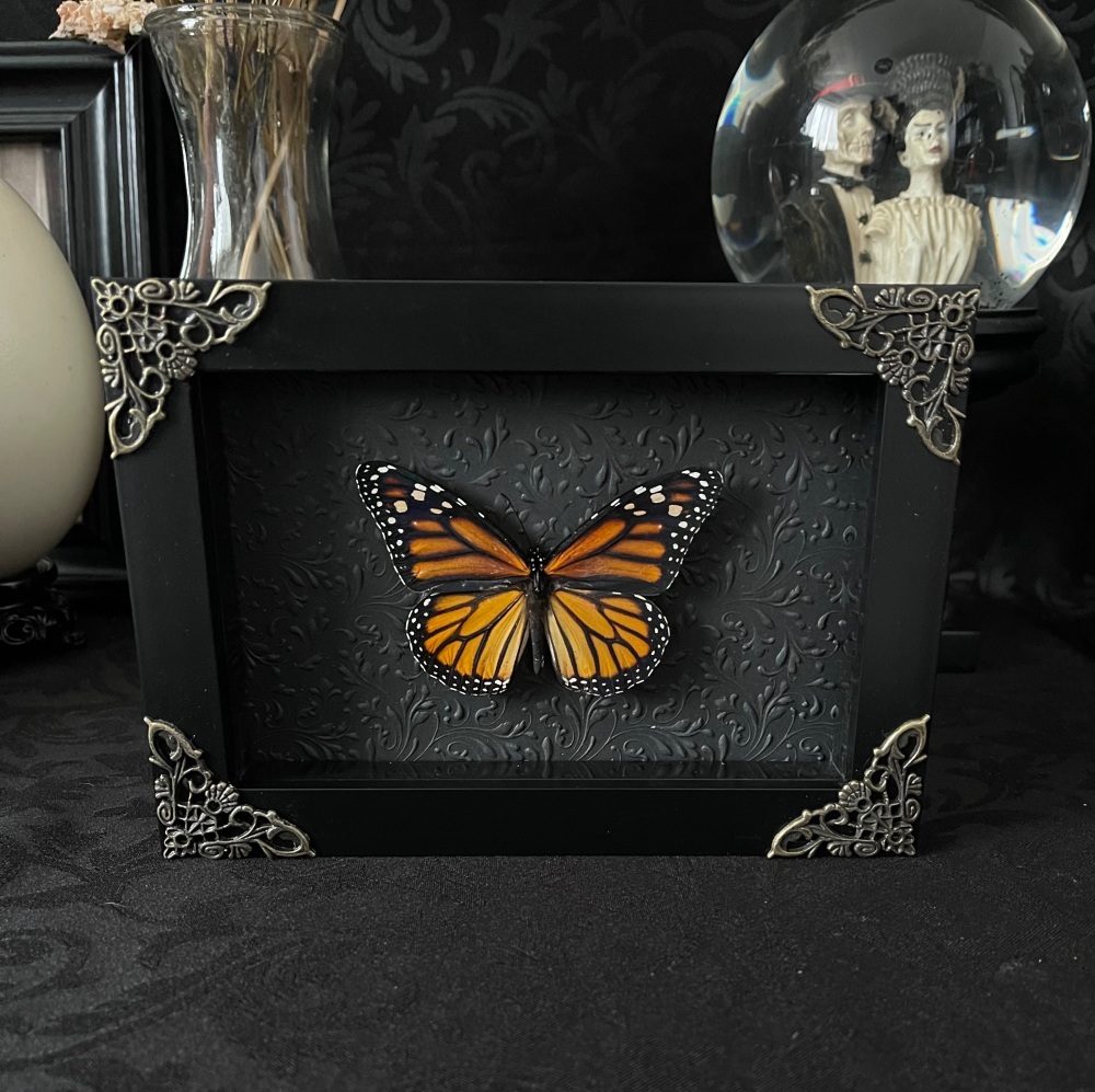Danaus Plexippus - Monarch Butterfly