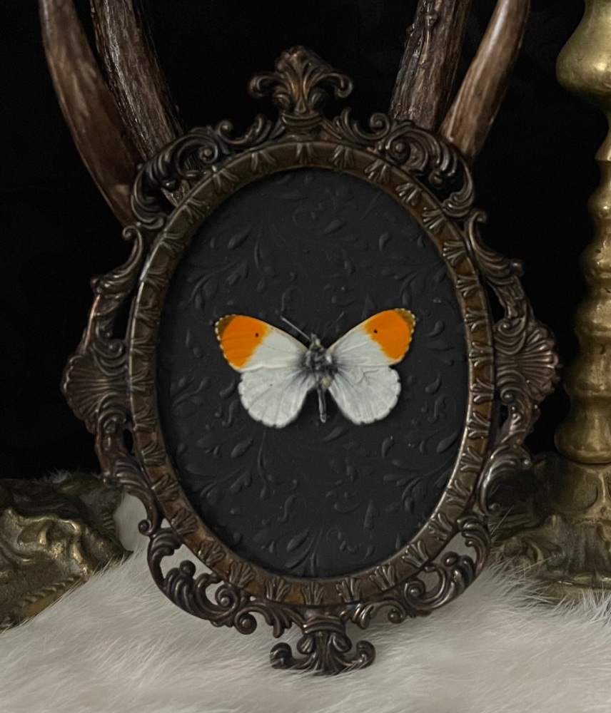Anthocharis cardamines - Orange Tip Butterfly