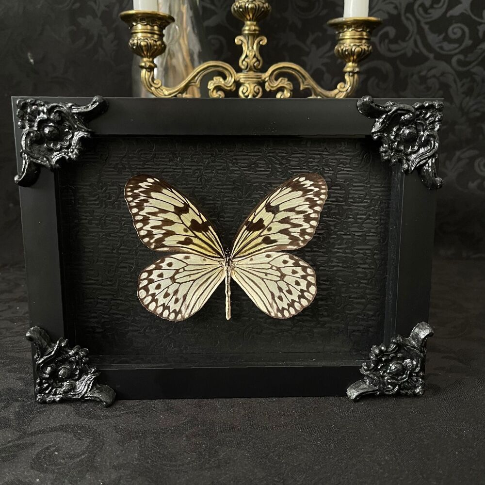 Idea Leuconoe - Giant Wood Nymph Butterfly