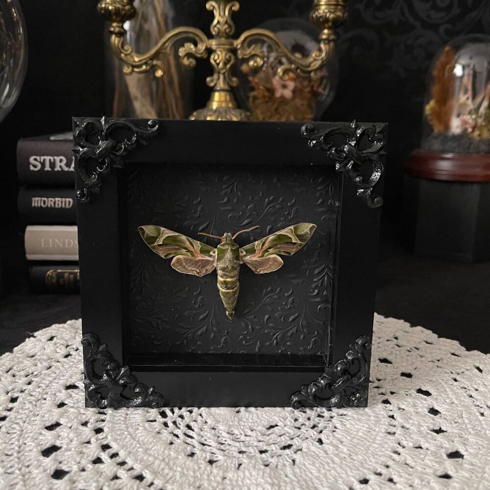 Daphnis Nerii - Oleander HawkMoth