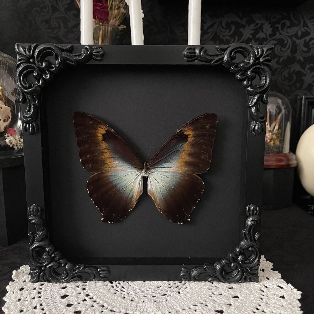 Morpho Cisseis - Cisseis Morpho Butterfly