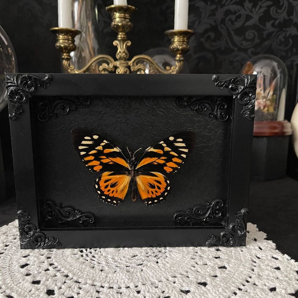 Papilio Zagreus - Orange Mimic-Swallowtail Butterfly