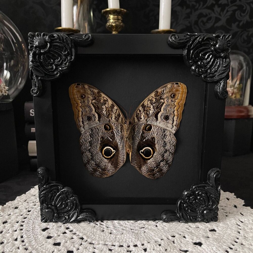 Caligo Telamonius Memnon - Giant Owl Butterfly