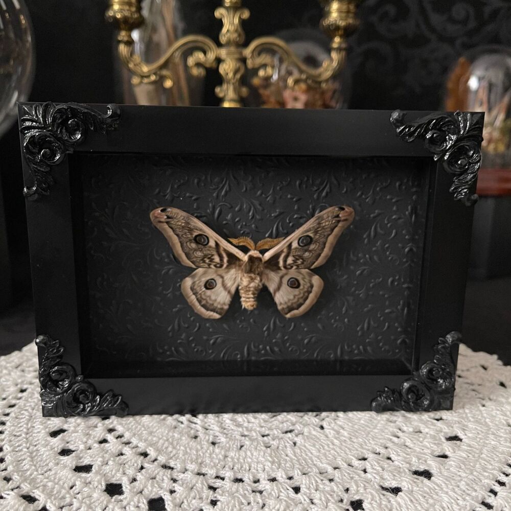 Saturnia pavonia - Taiwan Emperor Moth