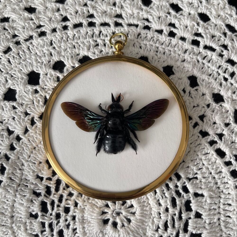 Xylocopa Latipes - Giant Black Tropical Carpenter Bee
