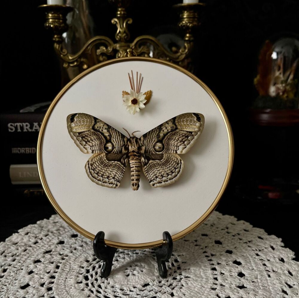 Brahmaea Hearseyi - Giant Owl Moth