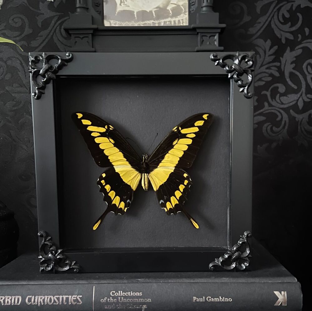 Papilio Thoas - King Swallowtail