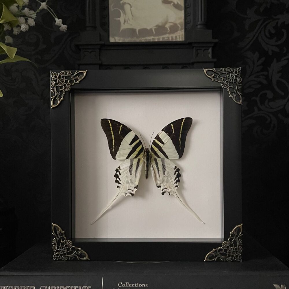 Graphium androcles - Giant Swordtail Butterfly