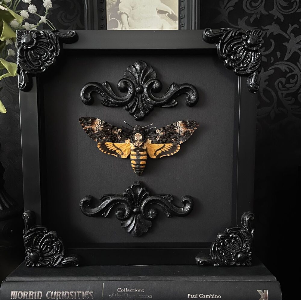 Acherontia atropos - Deaths Head Hawk Moth
