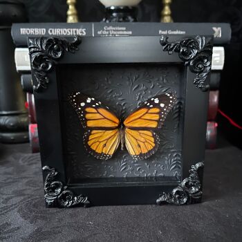 Danaus plexippus - Monarch Butterfly