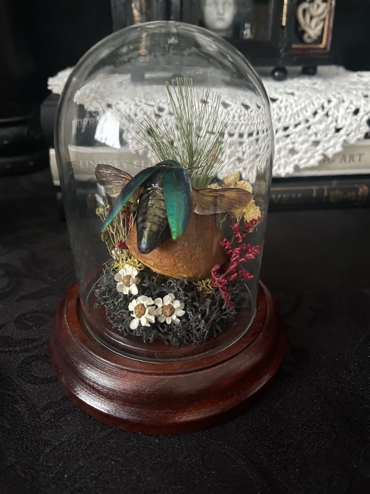 Green Jewel Beetle Display