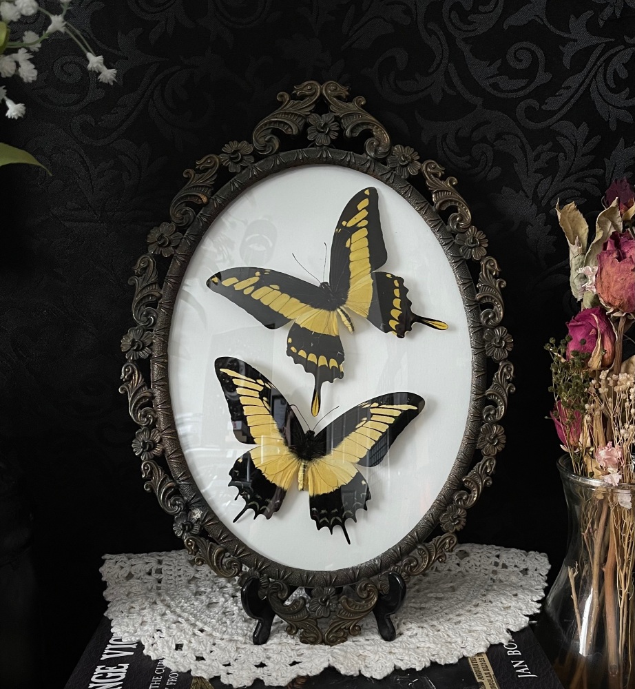Papilio Thoas & Papilio androgeus (King Swallowtail & Androgeus Swallowtail