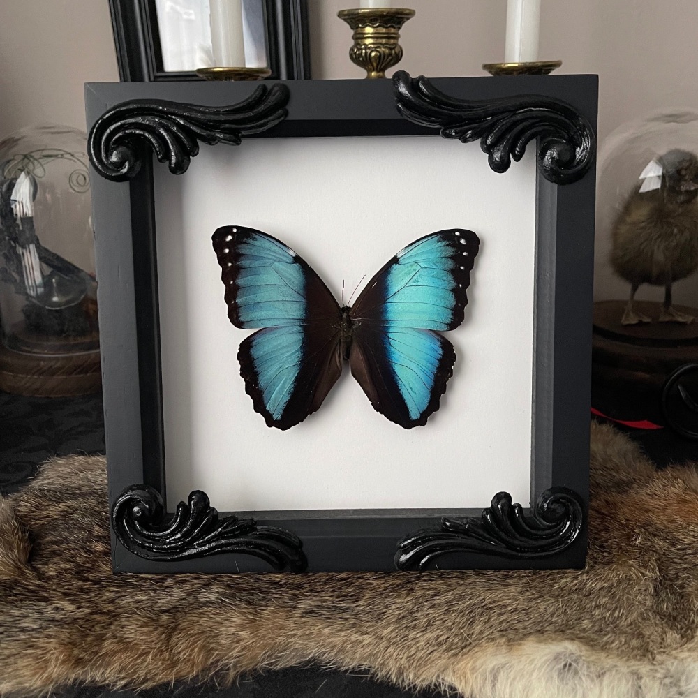 Morpho deidamia - Blue morpho