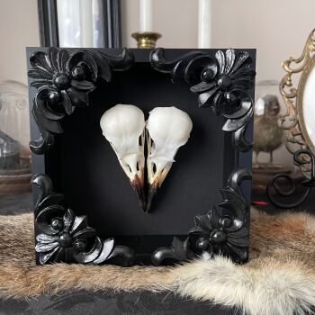 Crow Skulls frame