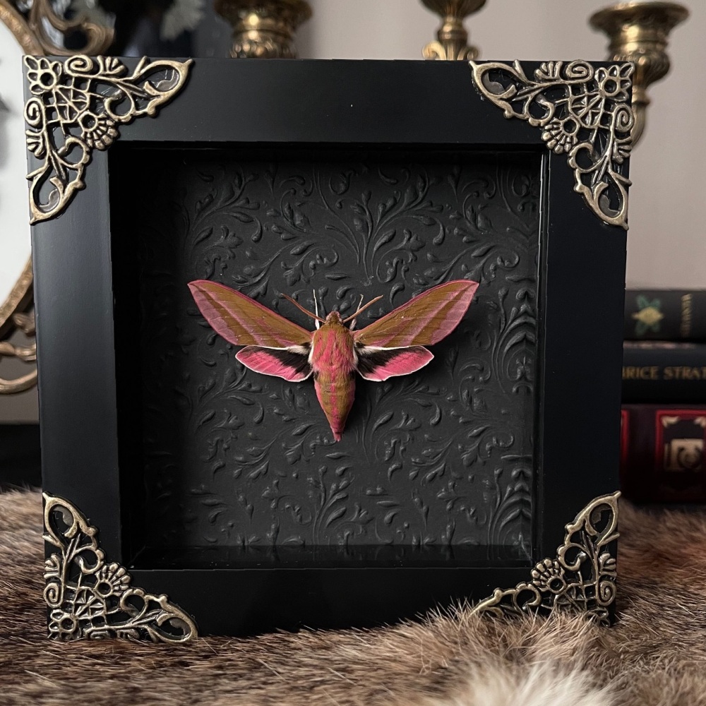 Deilephila elpenor - Elephant hawk moth