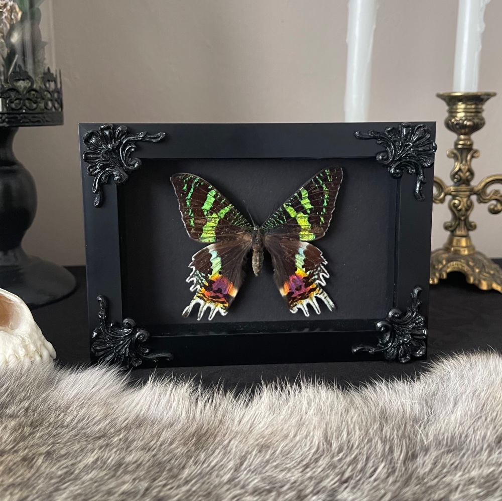 Urania ripheus - Madagascan sunset moth