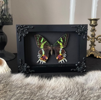 Urania ripheus - Madagascan Sunset Moth