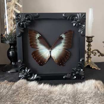 Morpho cisseis - Cisseis Morpho Butterfly (Blue form)