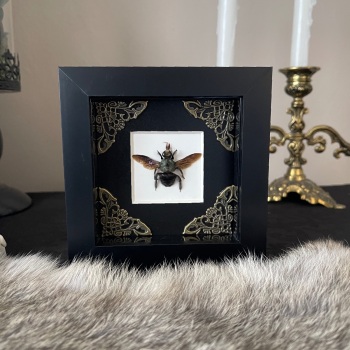 Xylocopa caerulea - Blue Green Carpenter Bee