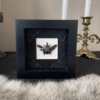 Xylocopa caerulea - Blue Carpenter Bee