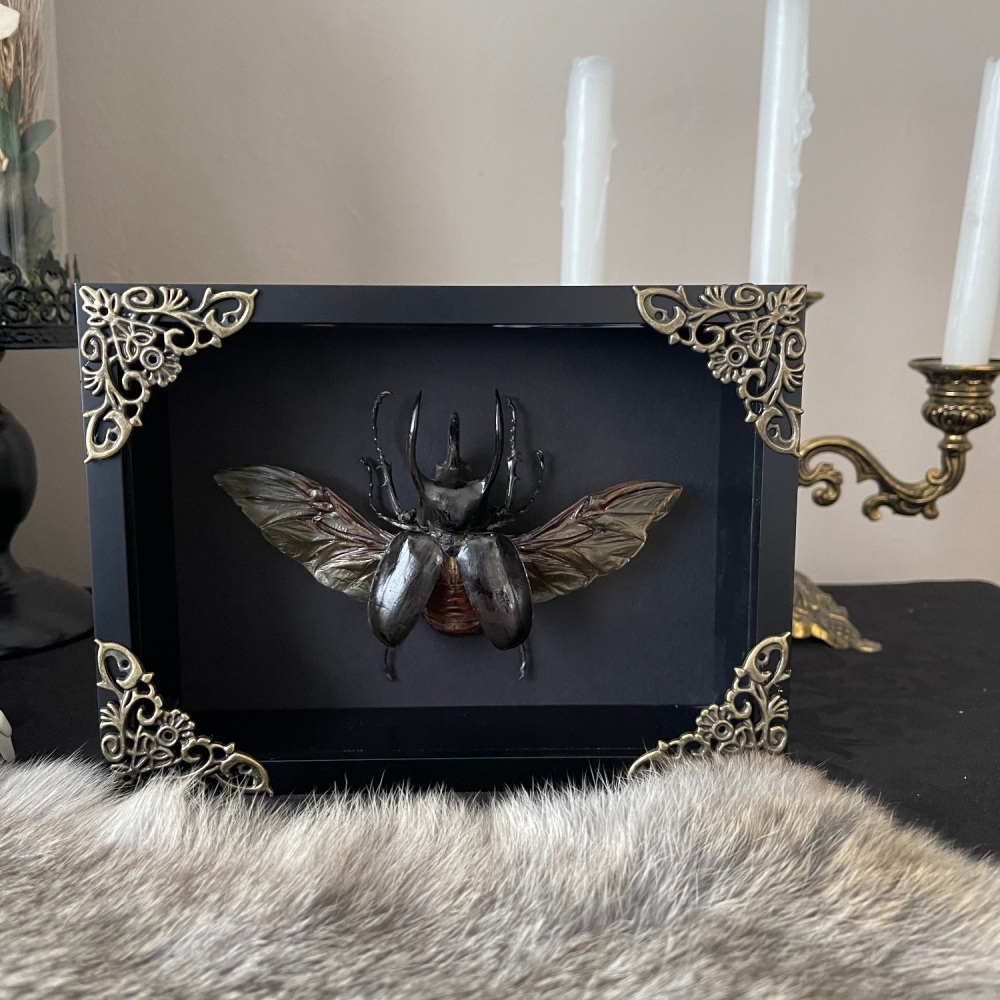 Chalcosoma atlas - Atlas Beetle