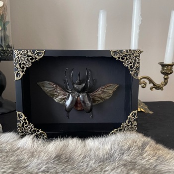 Chalcosoma atlas - Atlas Beetle