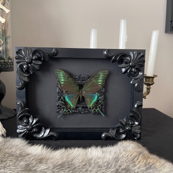 Papilio maackii - Alpine Black Swallowtail