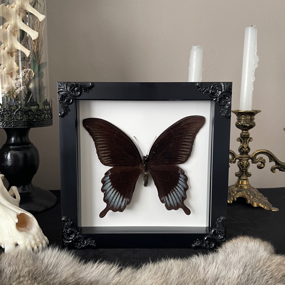 Papilio ascalaphus - Black Phoenix Swallowtail