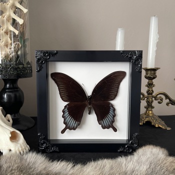 Papilio ascalaphus - Black Phoenix Swallowtail