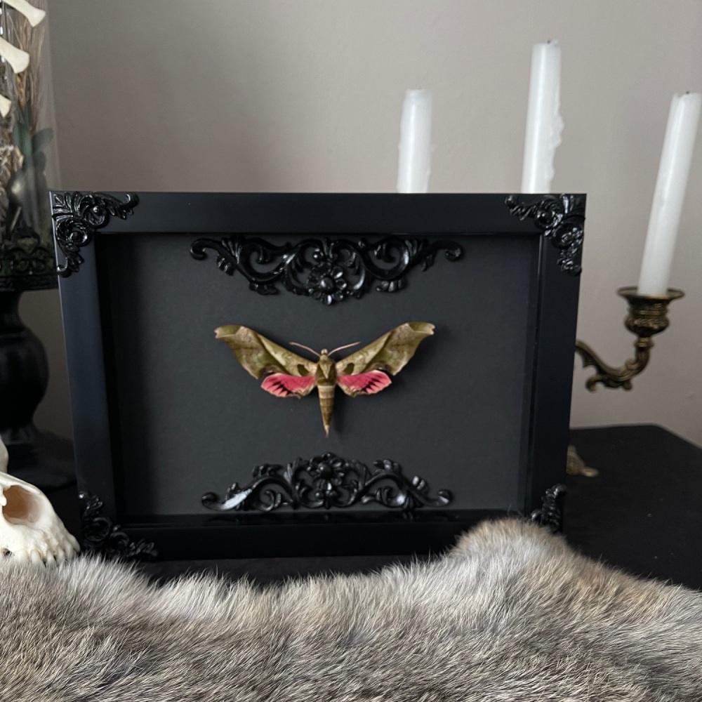 Adhemarius dariensis - Pink Wing Hawk Moth