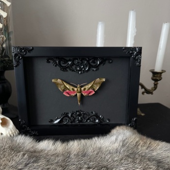 Adhemarius dariensis - Pink Wing Hawk Moth