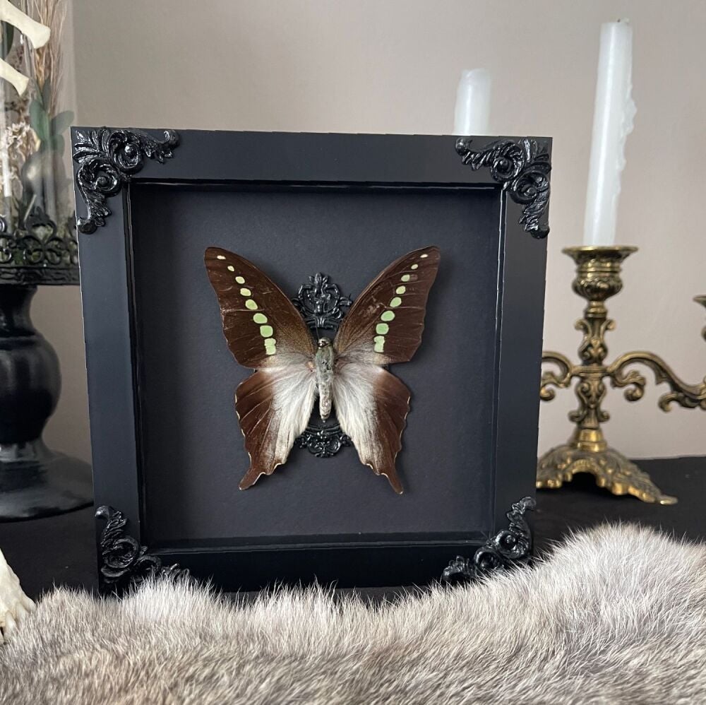 Graphium codrus - Green Banded Swallowtail
