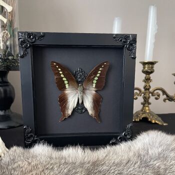 Graphium codrus - Green Banded Swallowtail