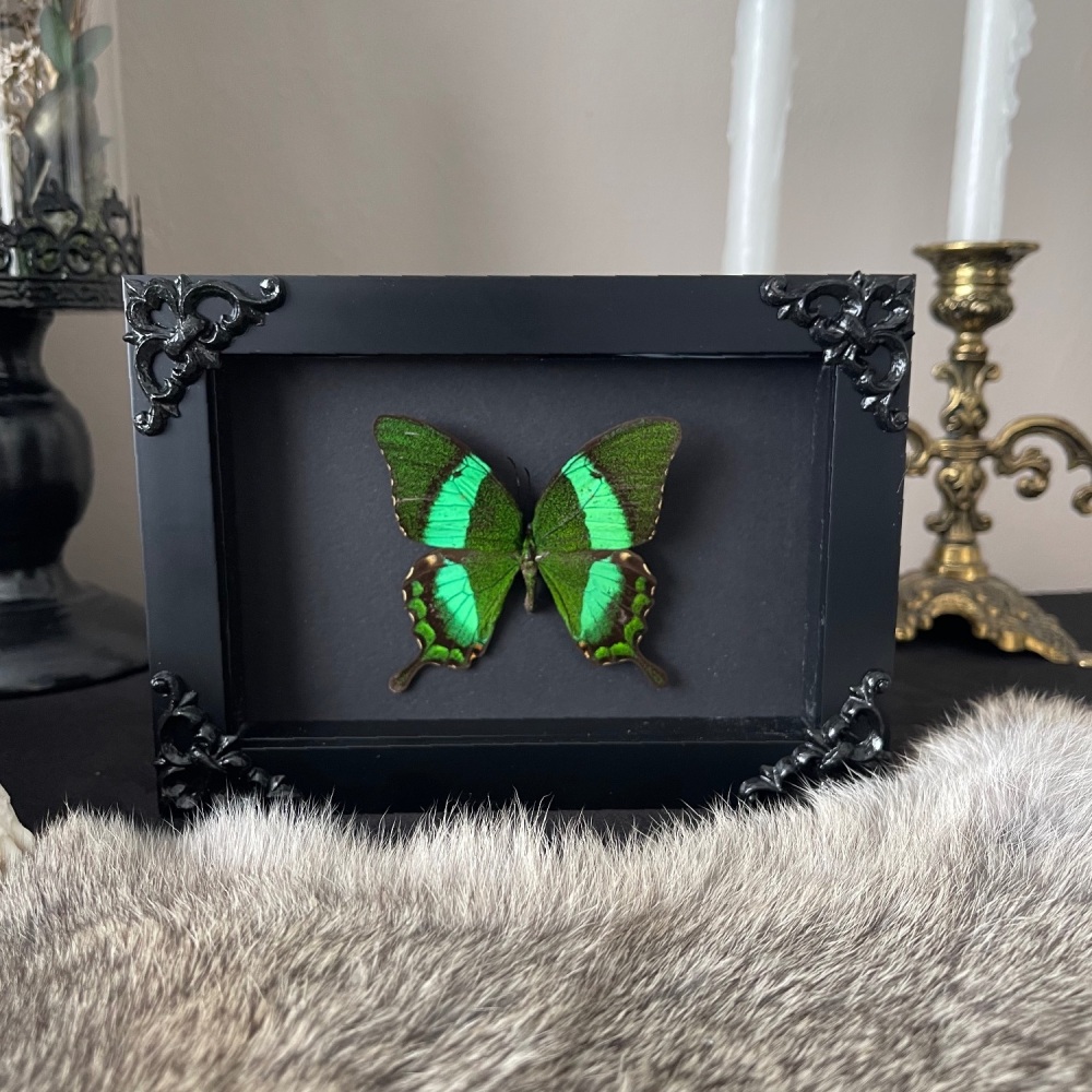 Papilio palinurus - Emerald Swallowtail