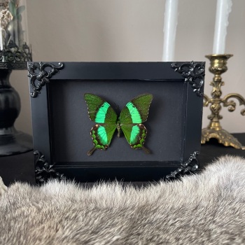 Papilio palinurus - Emerald Swallowtail