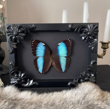 Morpho deidamia - Blue Deidamia Morpho Butterfly