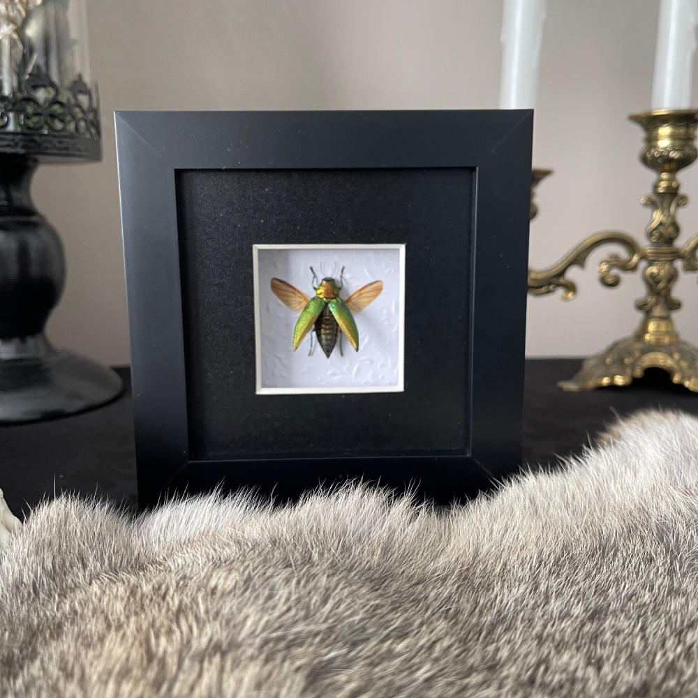 Chrysodema subrevisa - Jewel Beetle