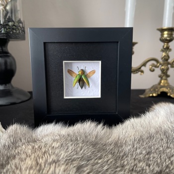 Chrysodema subrevisa - Jewel Beetle