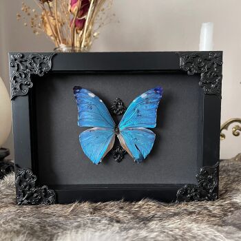 Morpho rhetenor -  Rhetenor Blue Morpho