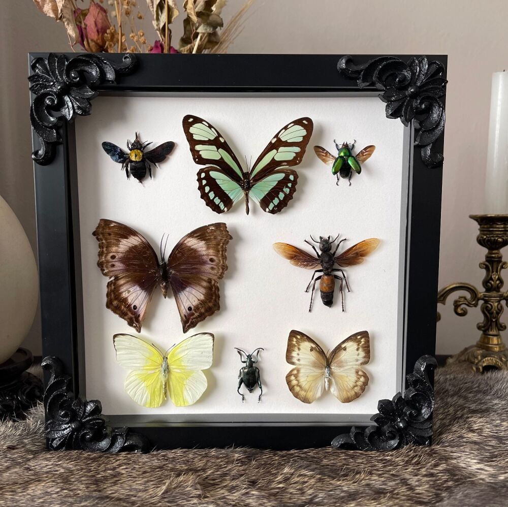 Entomology Art Collection Frame