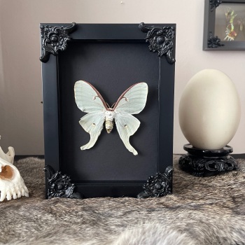 Actias luna - American Luna Moth
