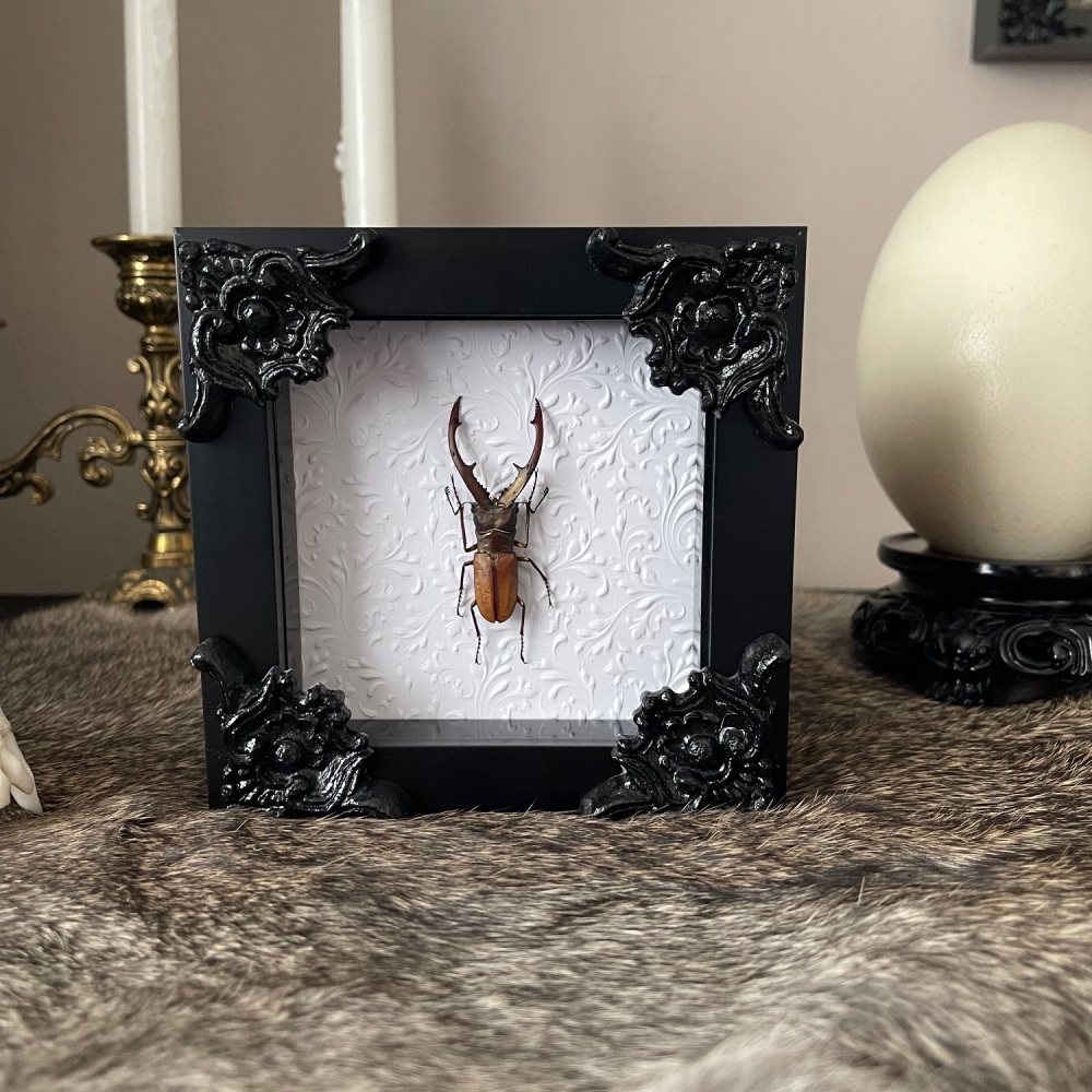 Cyclommatus metallifer - Longjaw Beetle