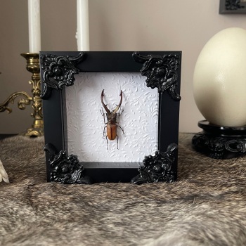 Cyclommatus metallifer - Longjaw Beetle