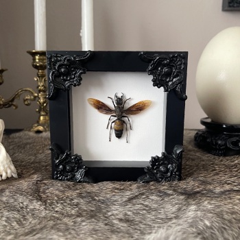 Vespa tropica trimeres - Greater Banded Hornet