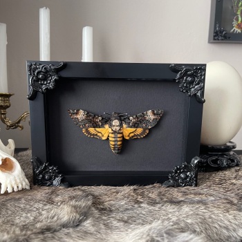 Acheronia atropos - Deathshead Hawk Moth