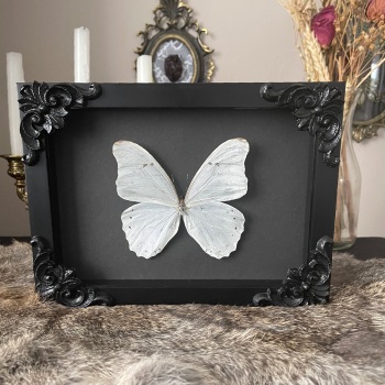 Morpho Polyphemus - White ghost morpho butterfly