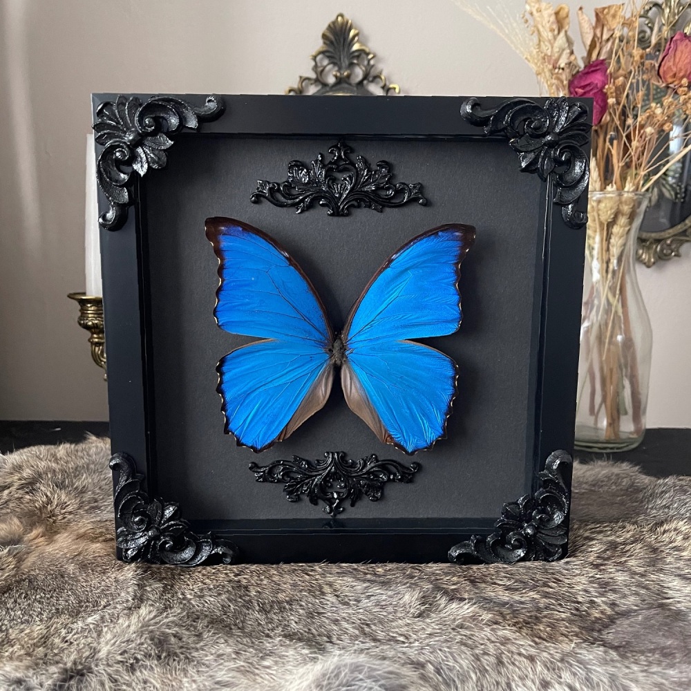 Morpho menelaus - Menelaus blue morpho
