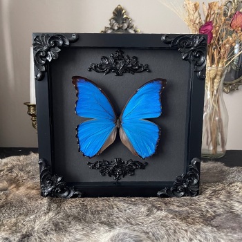 Morpho menelaus - Menelaus blue morpho butterfly