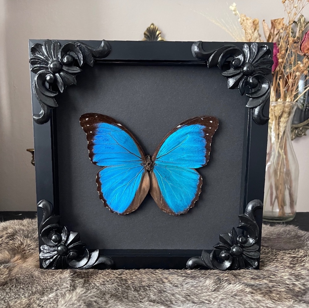 Morpho didius - Metallic blue morpho